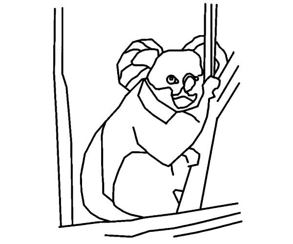 Koala #5553