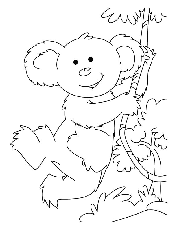 Koala #5558