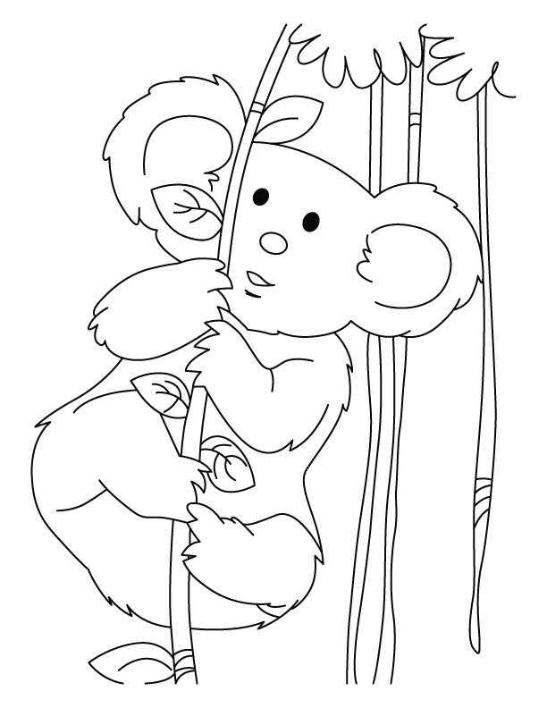 Koala #5561