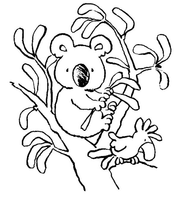 Koala #5564