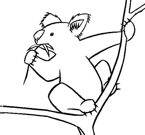 Koala #5566