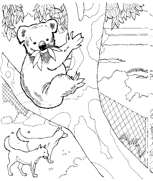 Koala #5568