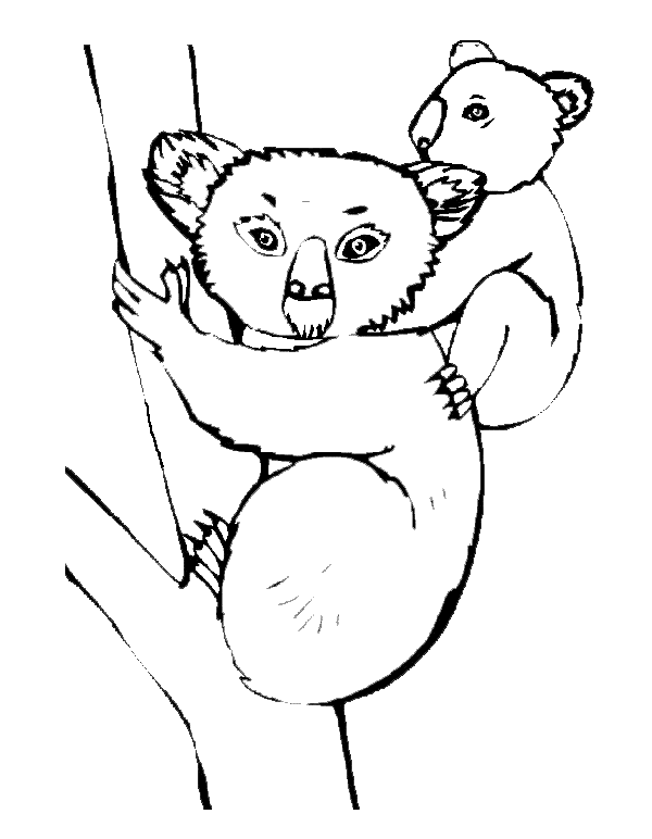 Koala #5571