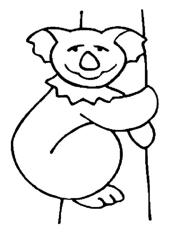 Koala #5575