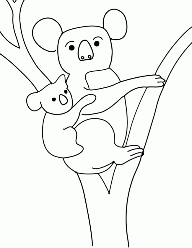Koala #5578