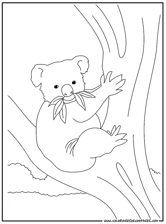 Koala #5579