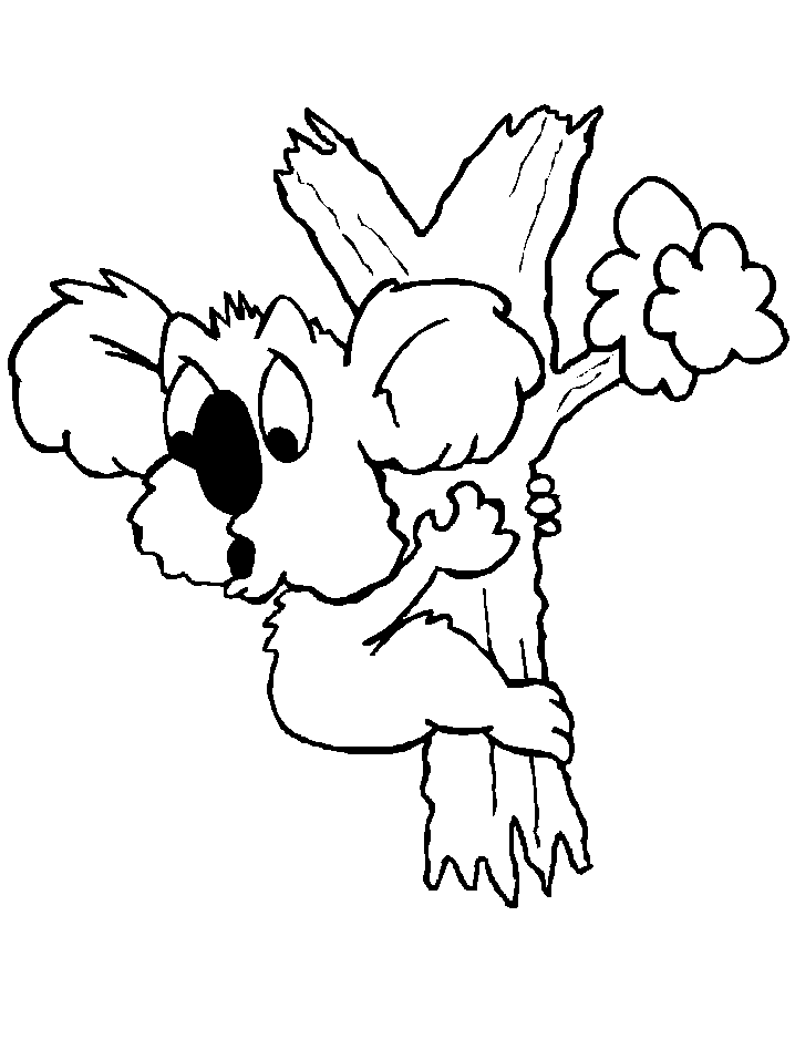 Koala #5580