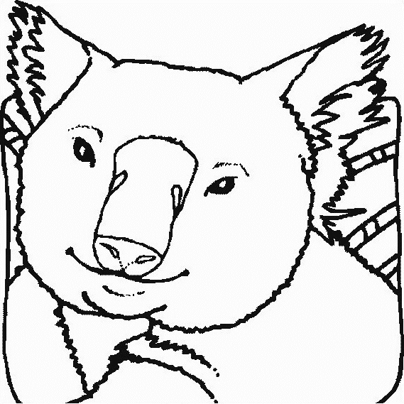 Koala #5585