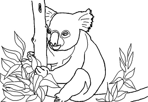 Koala #5586