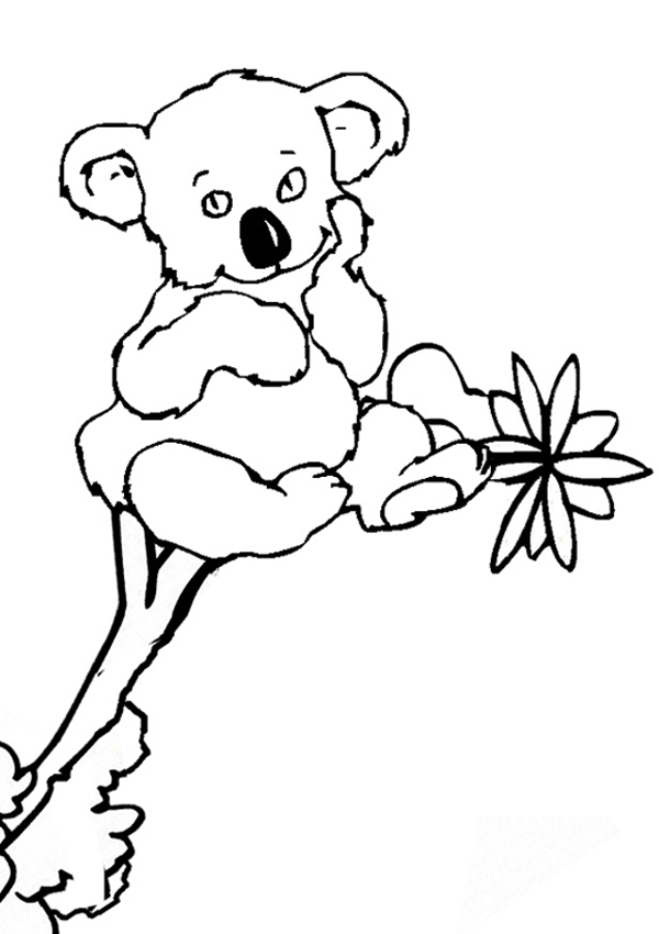 Koala #5587