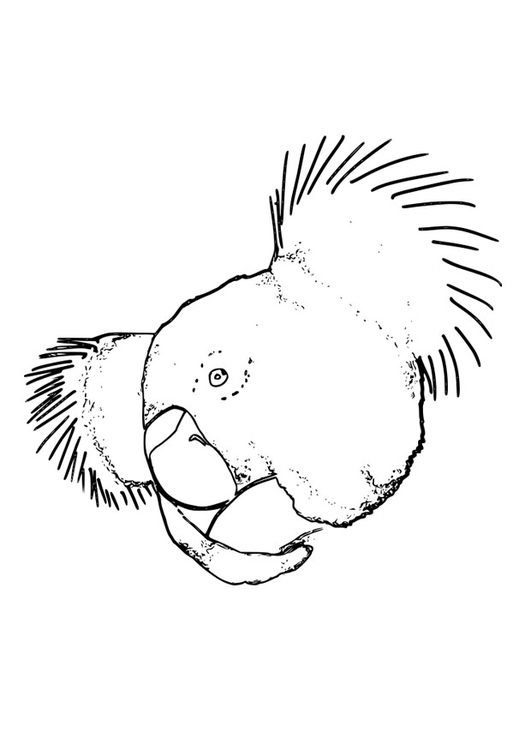 Koala #5595