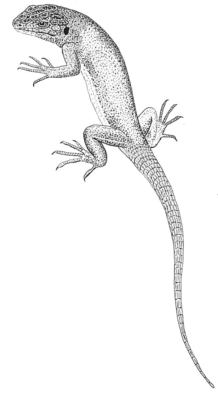 Lagartos #5601