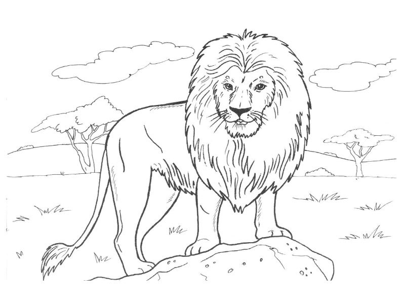 León #5662