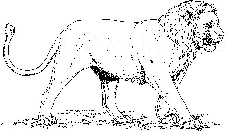 León #5699