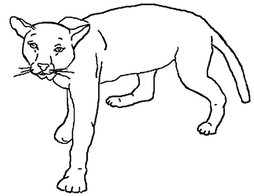 León #5737