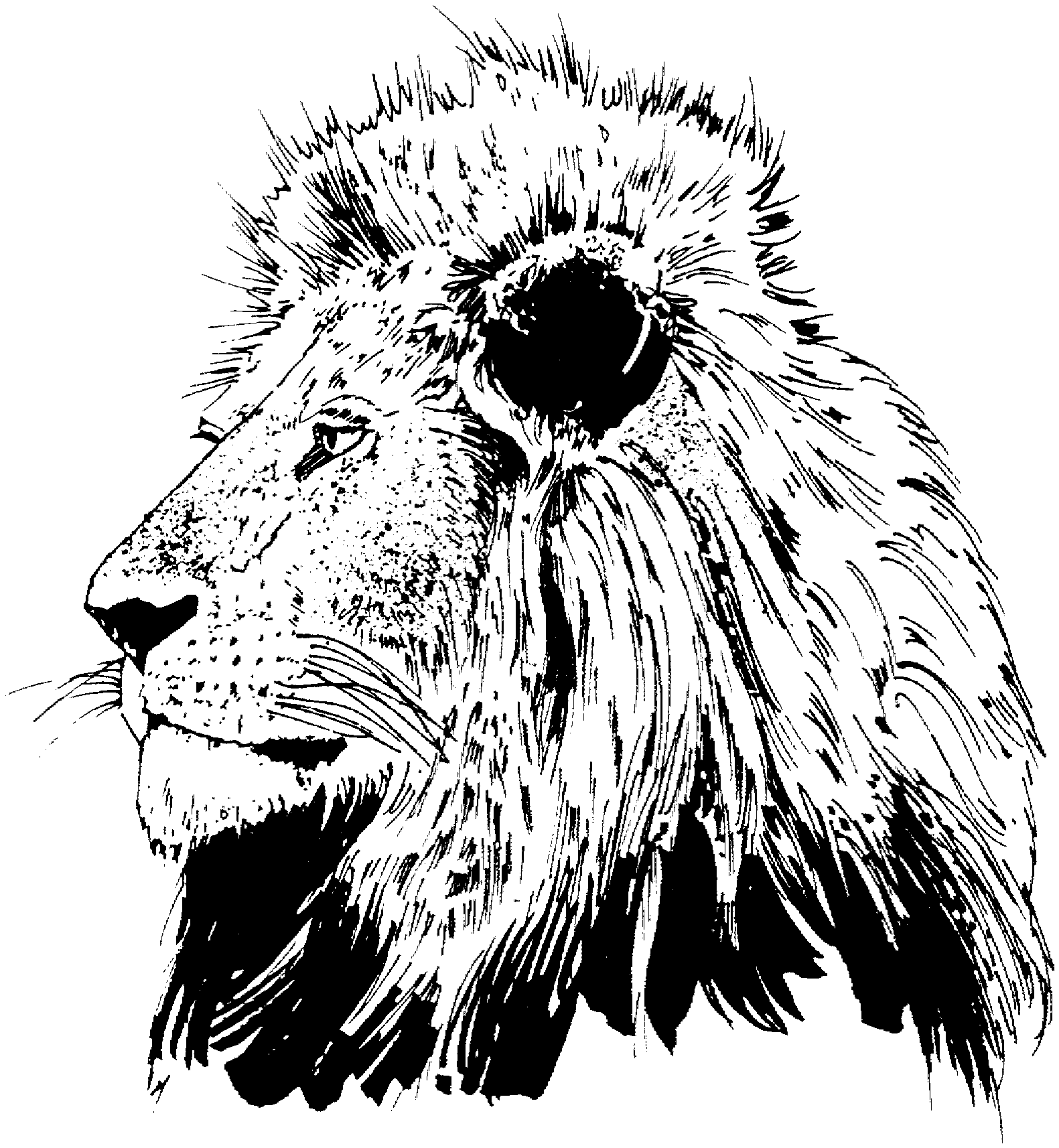 León #5742