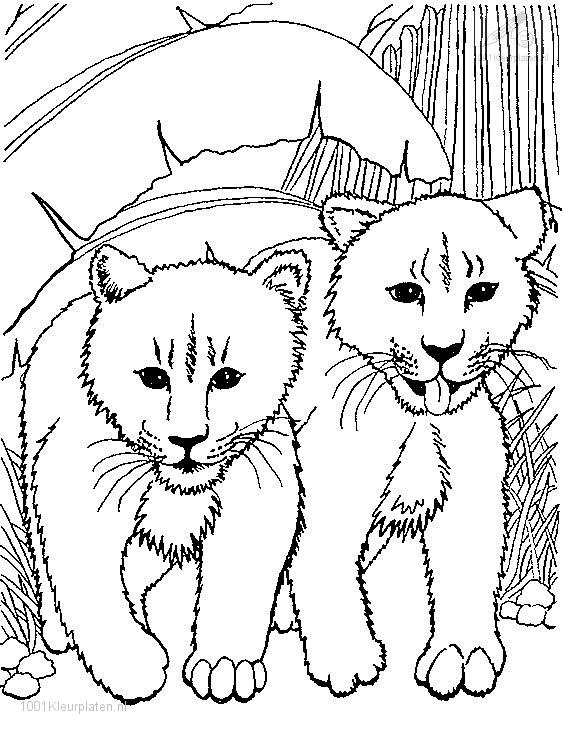 León #5777