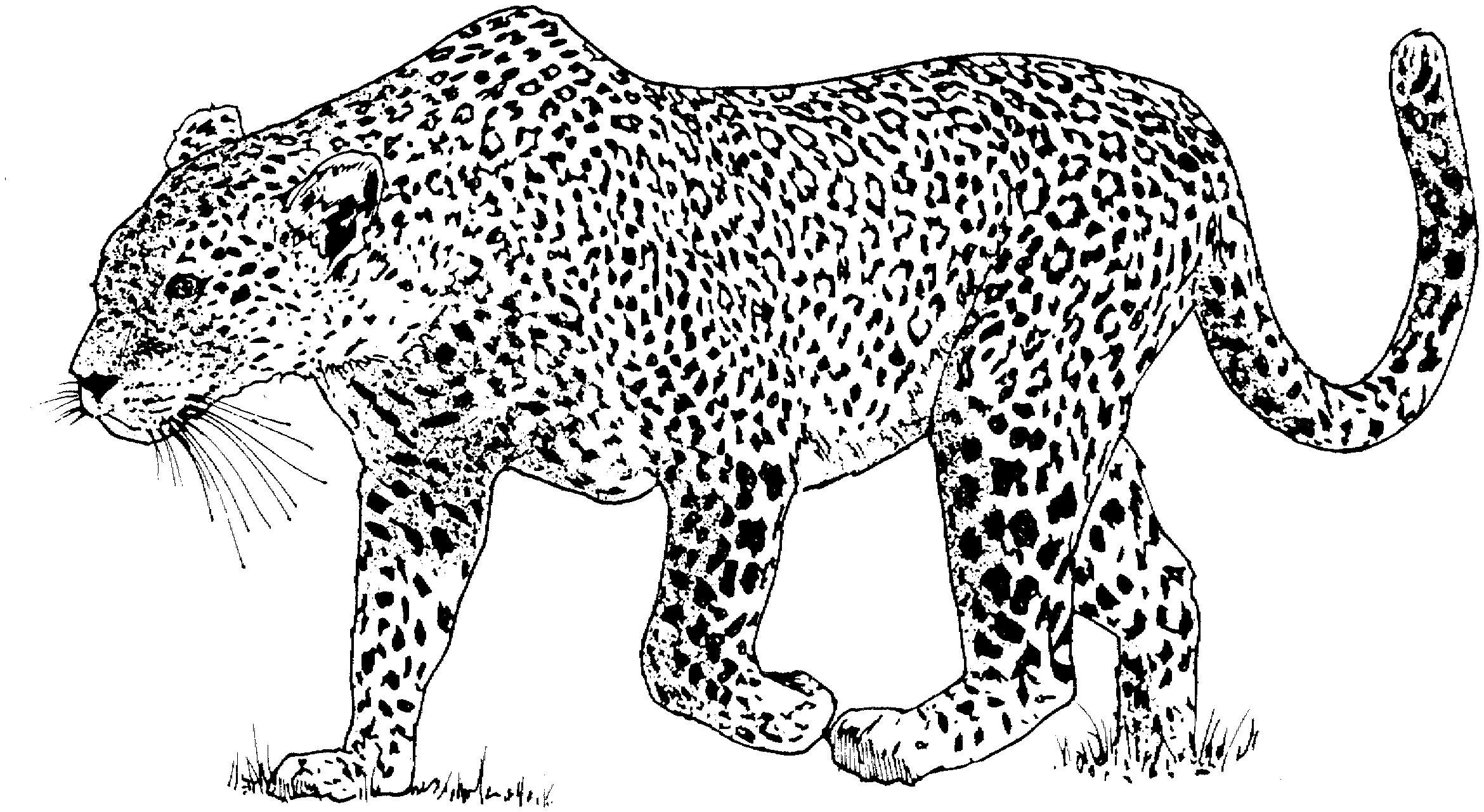 Leopardo #5779