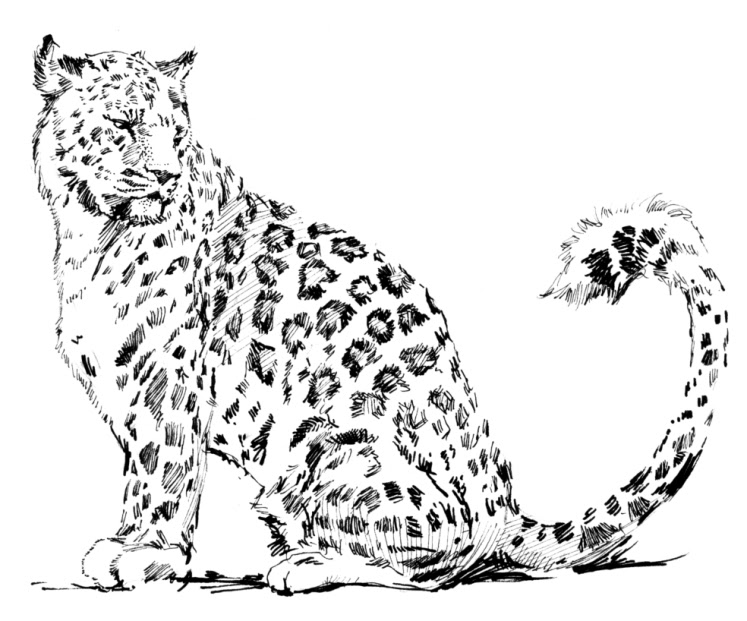 Leopardo #5780