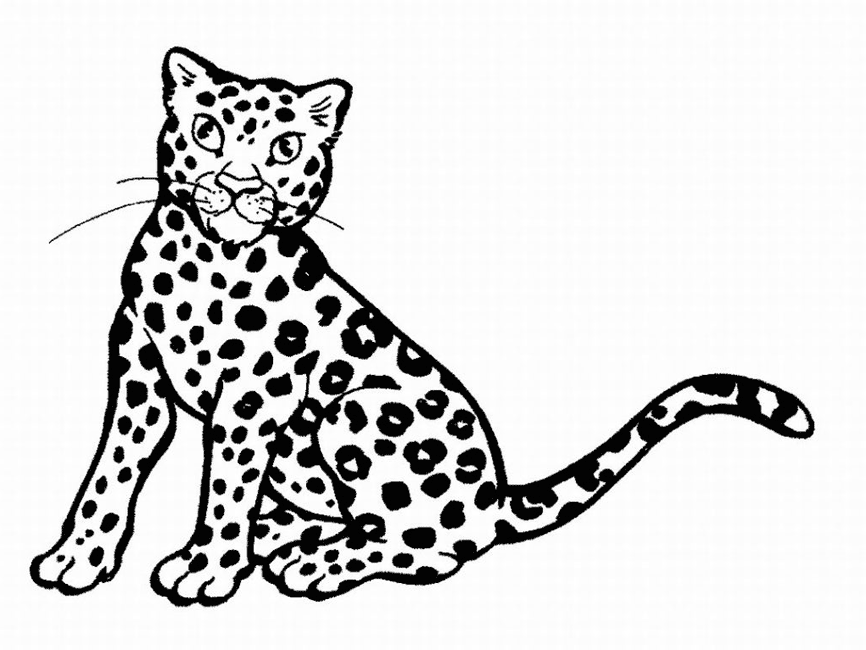 Leopardo #5782