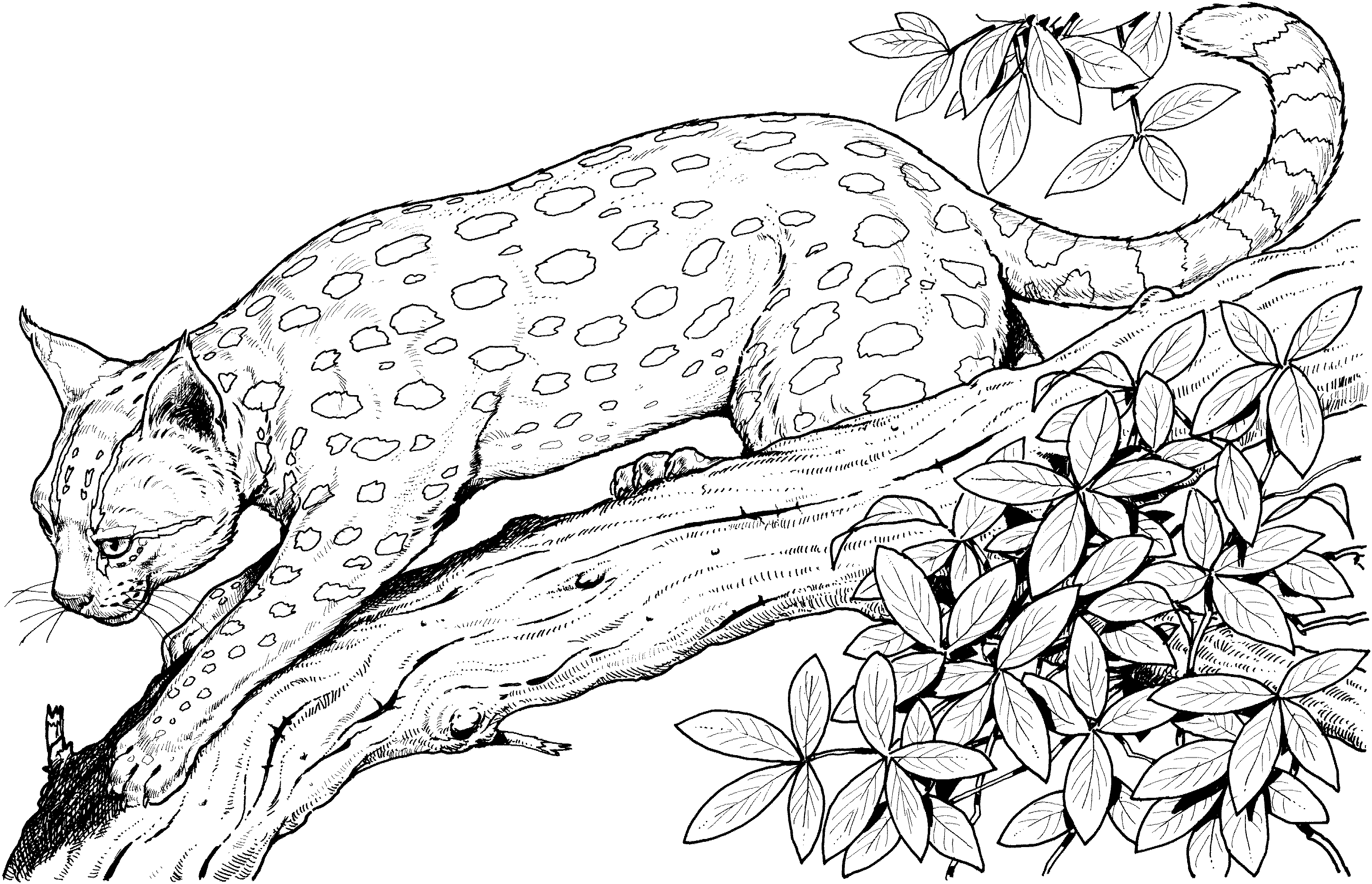 Leopardo #5783