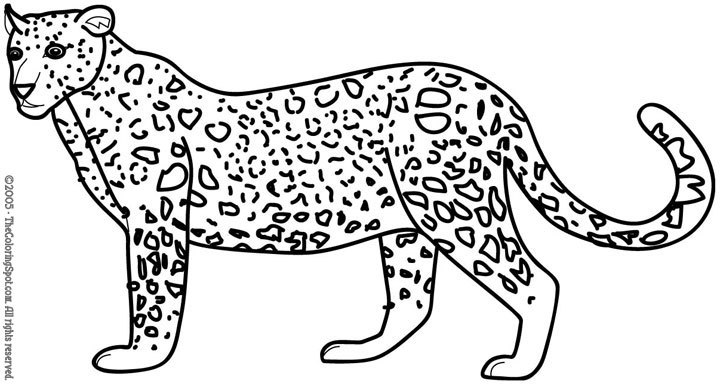 Leopardo #5785