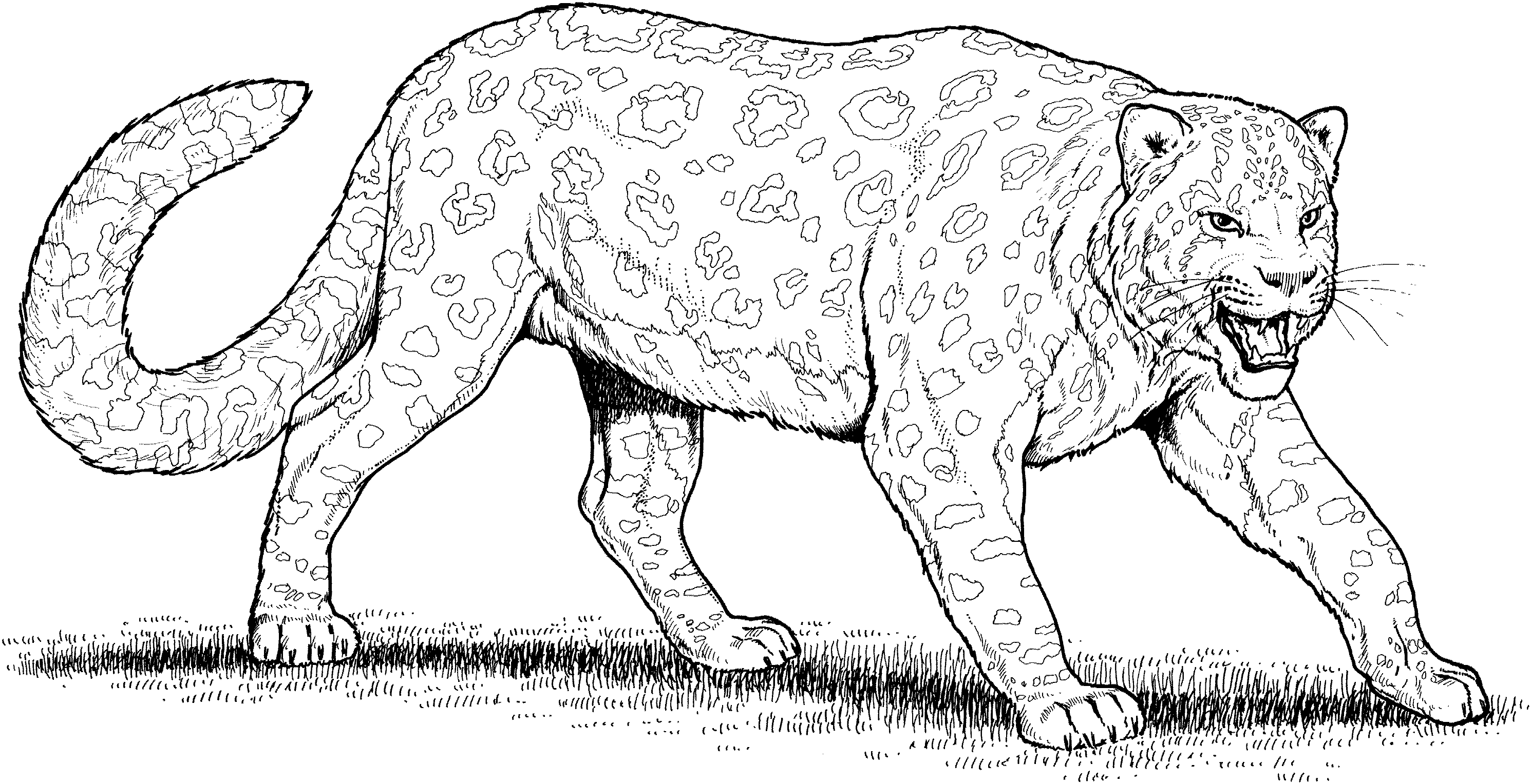 Leopardo #5788