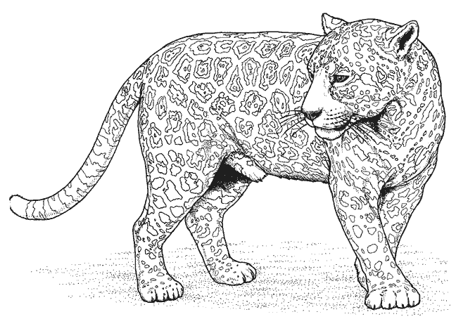 Leopardo #5789