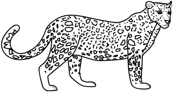 Leopardo #5790