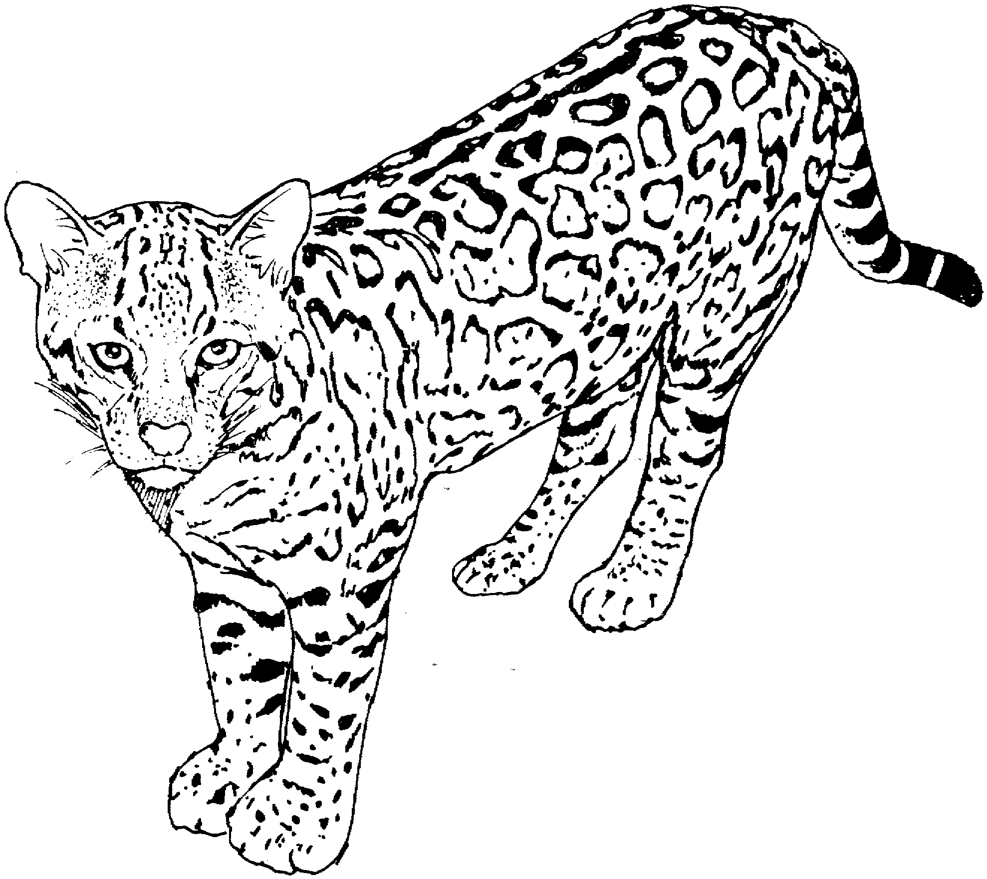 Leopardo #5791