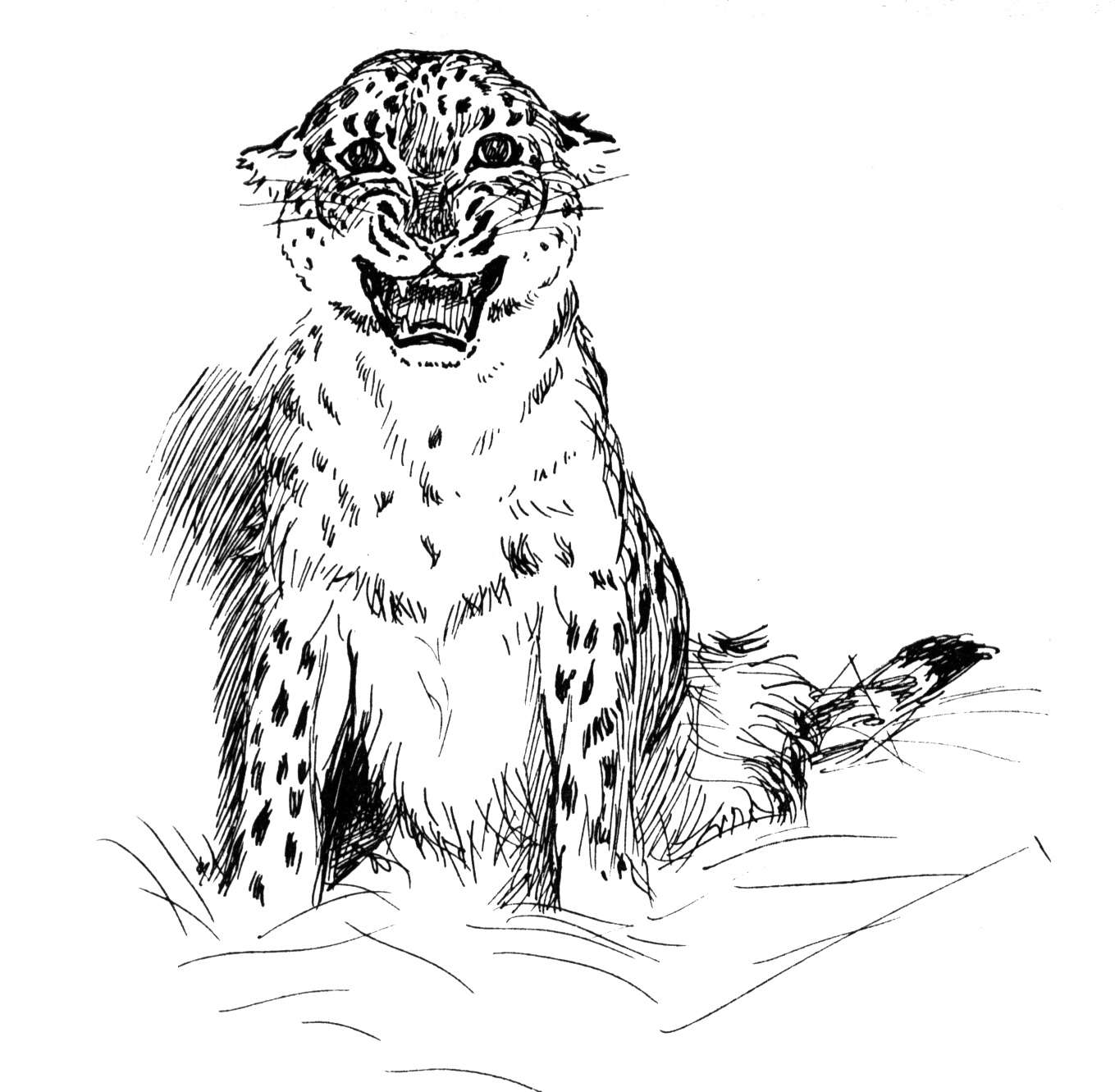 Leopardo #5794