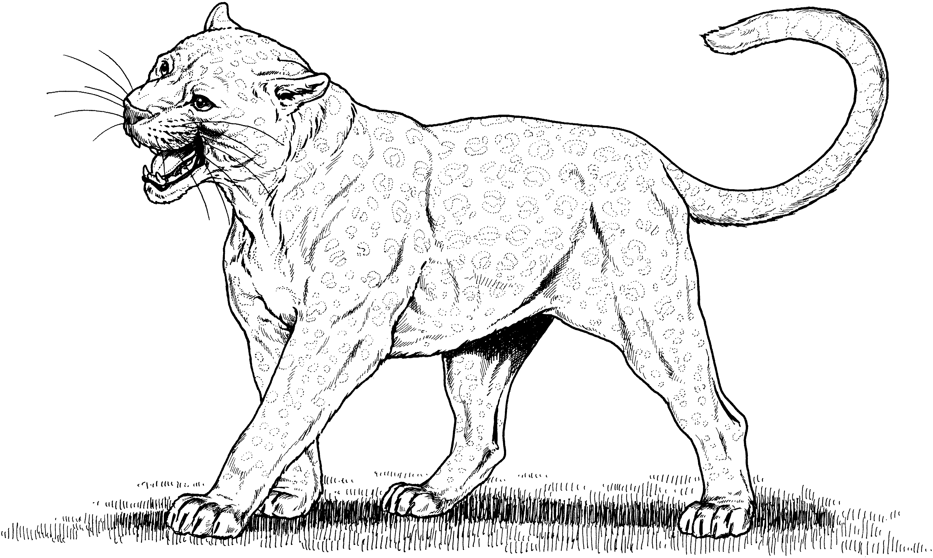 Leopardo #5795
