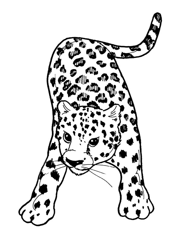 Leopardo #5797