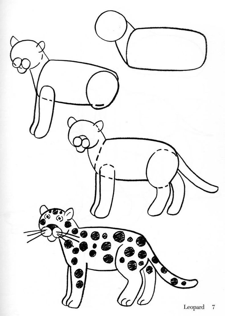 Leopardo #5800