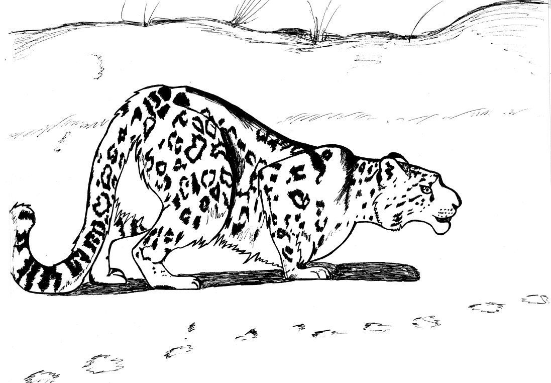 Leopardo #5801
