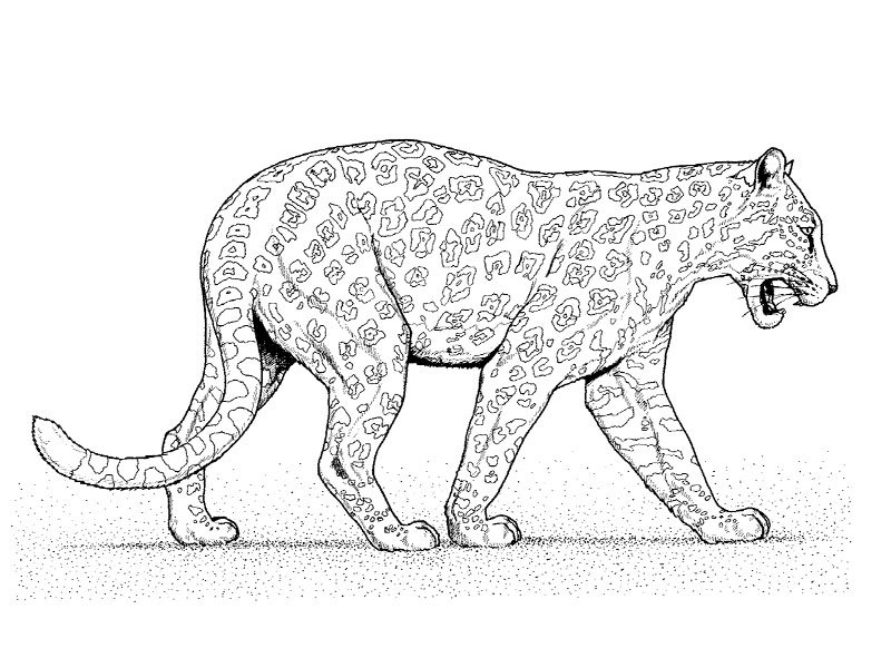 Leopardo #5803