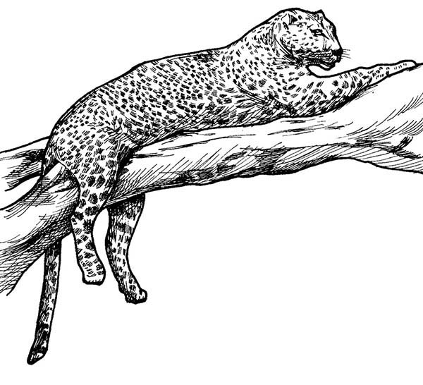 Leopardo #5804