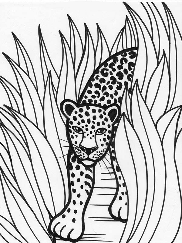 Leopardo #5806