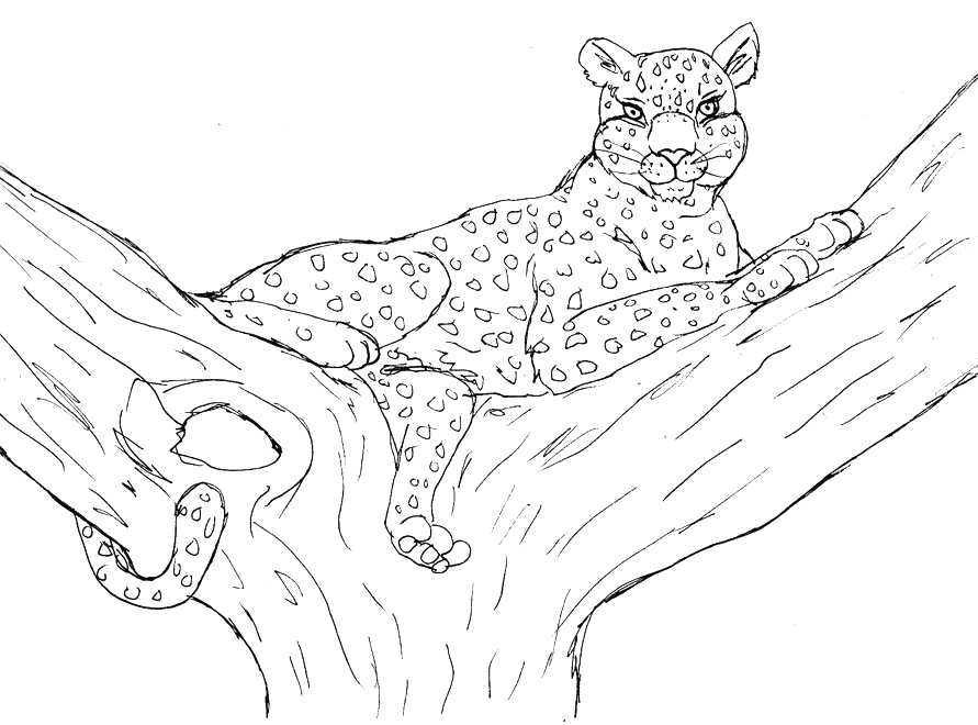 Leopardo #5807