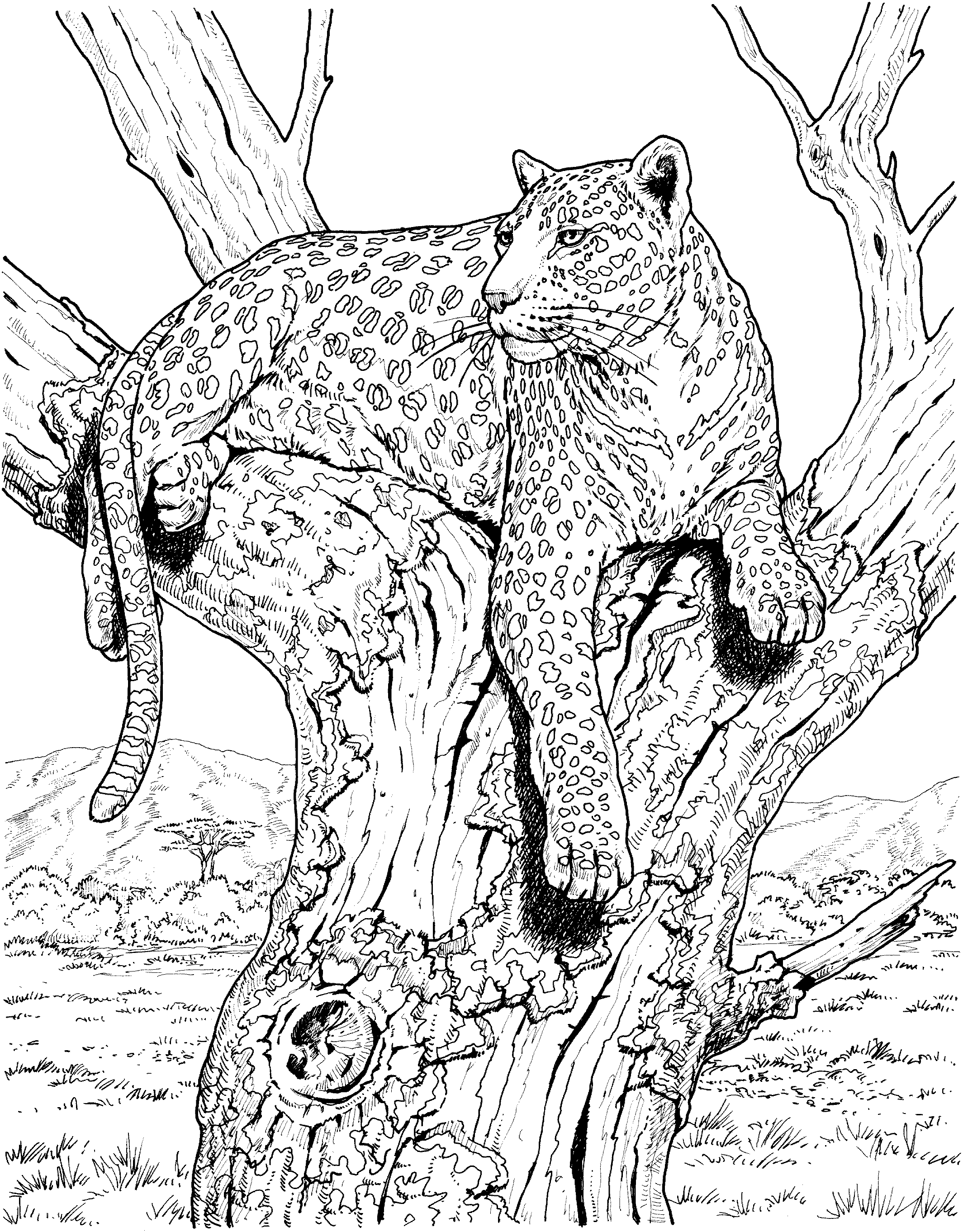 Leopardo #5809