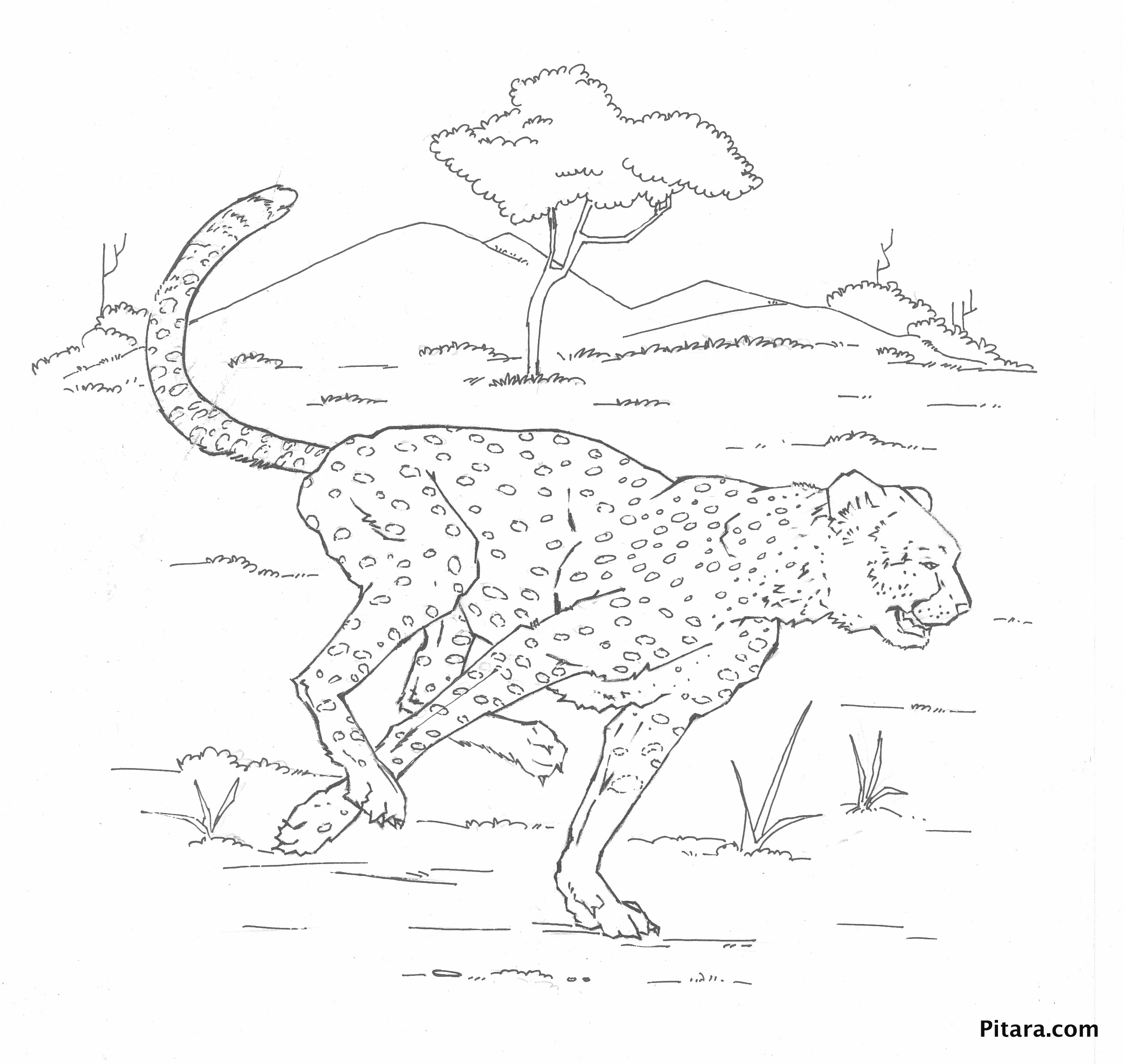 Leopardo #5812