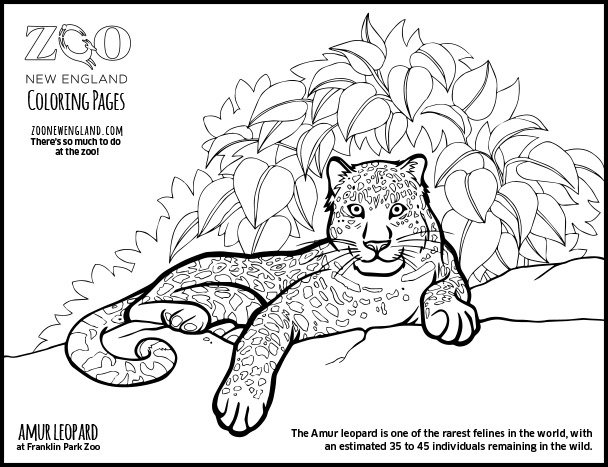 Leopardo #5814