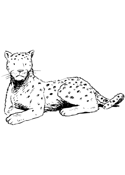 Leopardo #5818