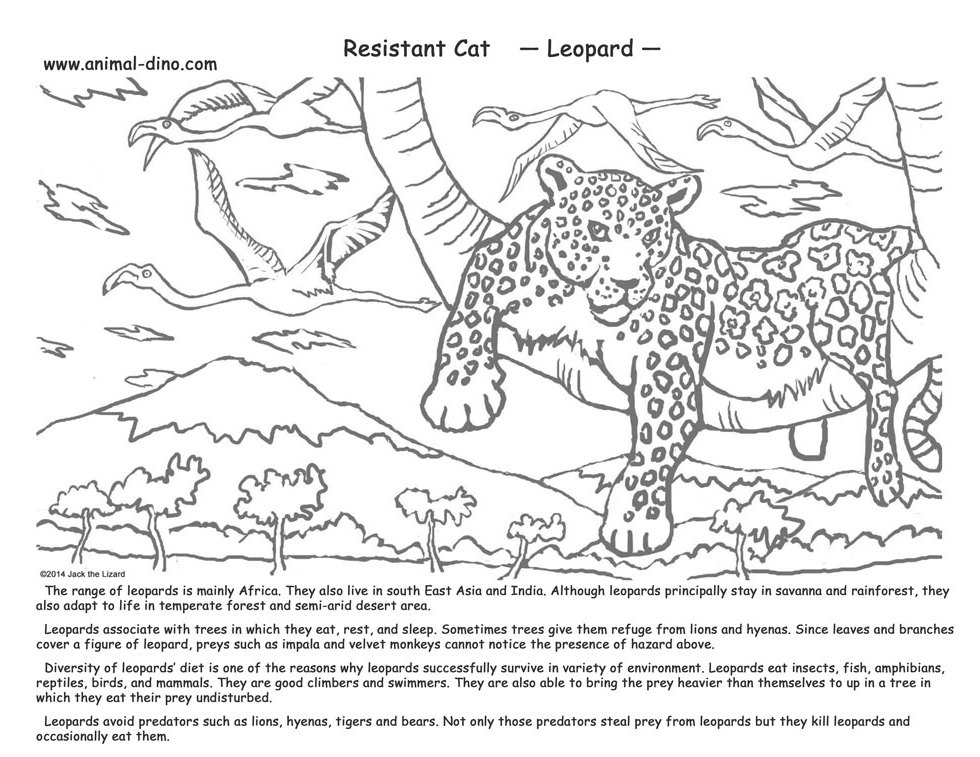 Leopardo #5821