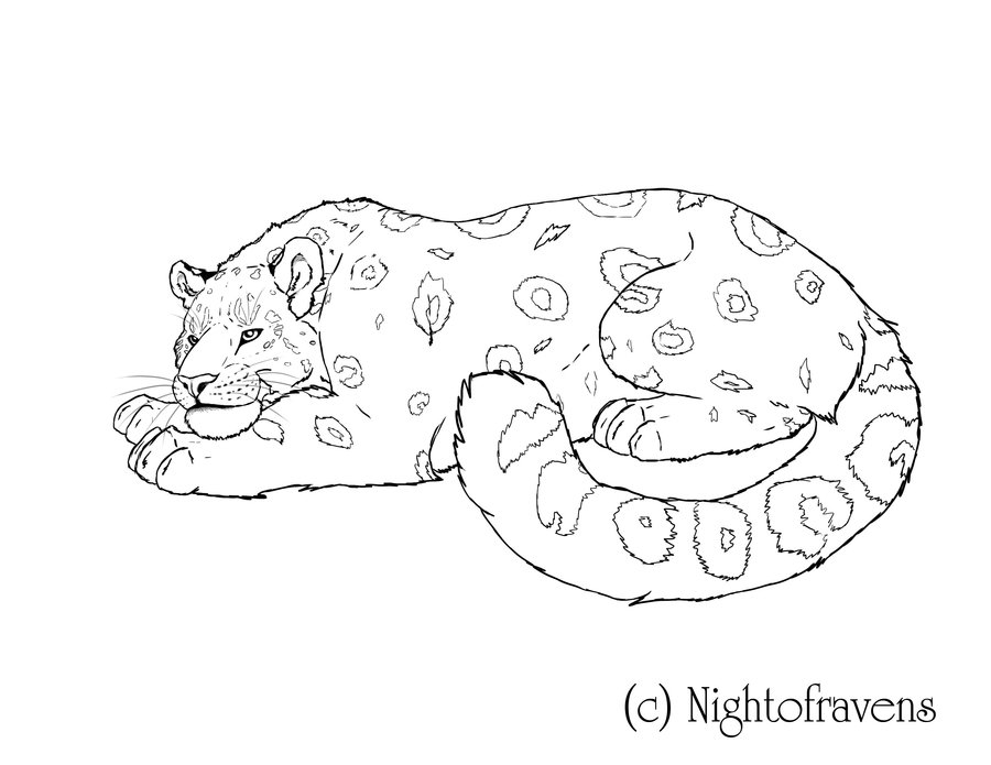 Leopardo #5822