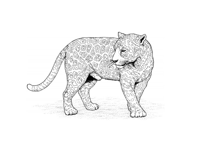Leopardo #5823
