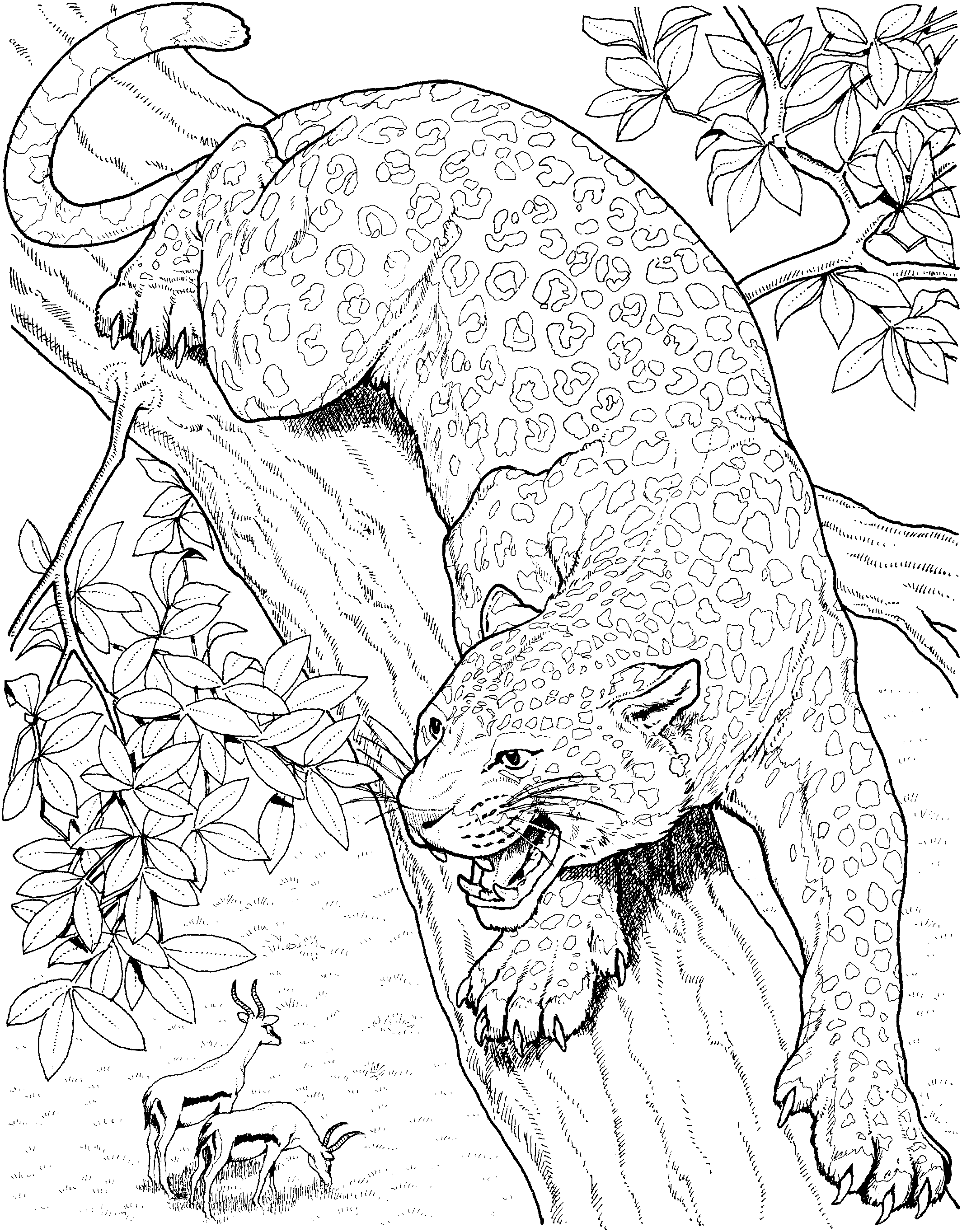 Leopardo #5827