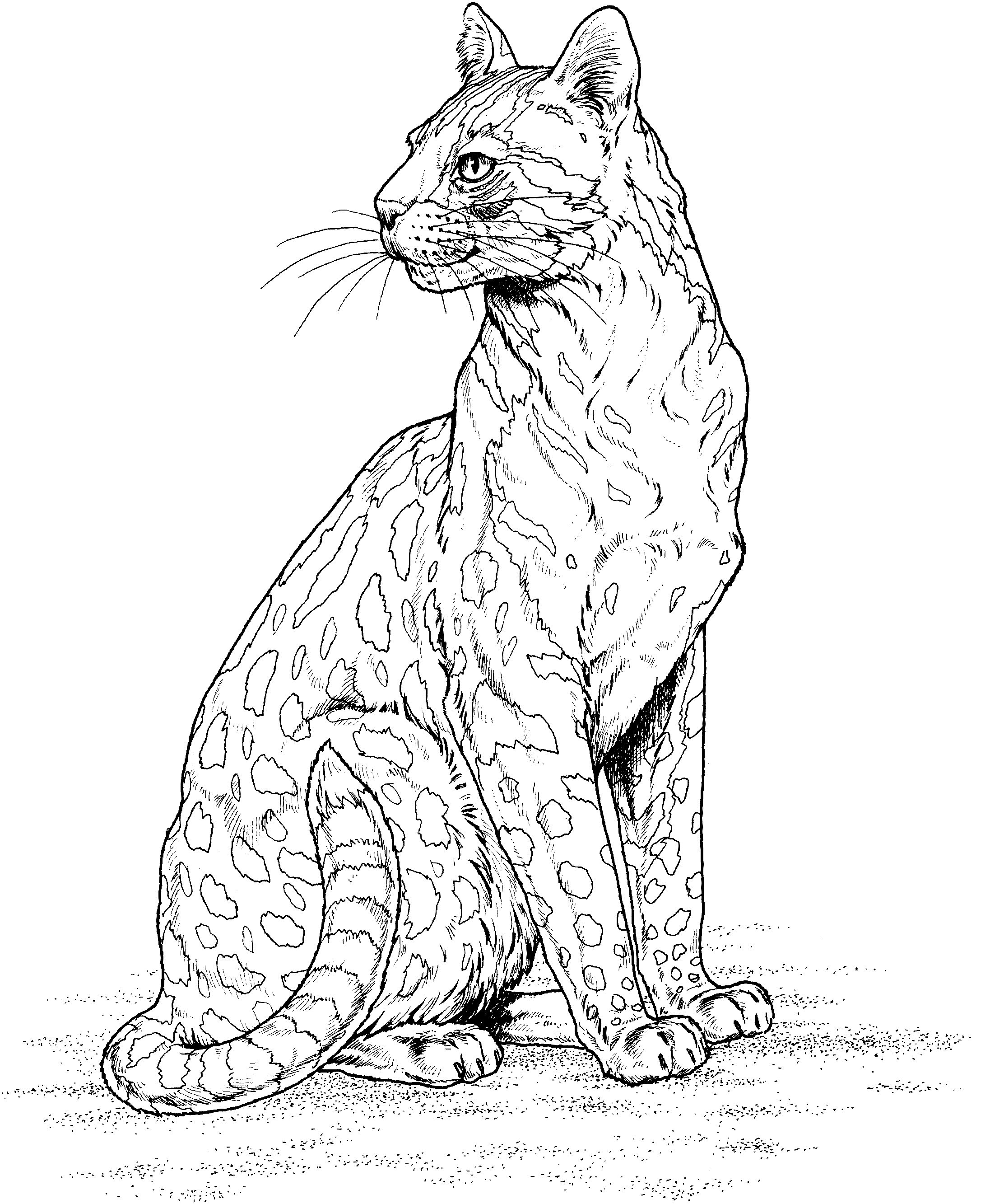 Leopardo #5834