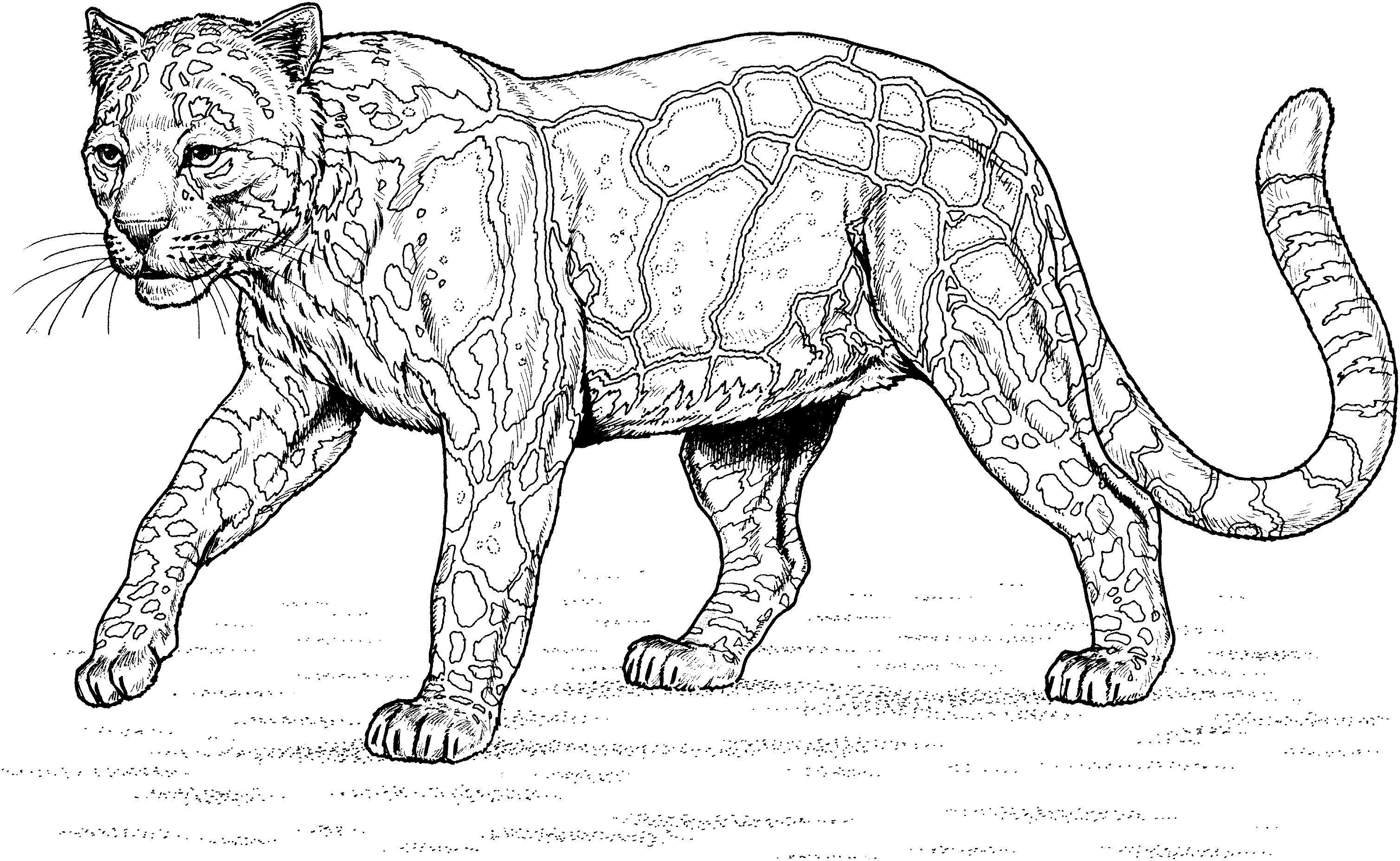 Leopardo #5838