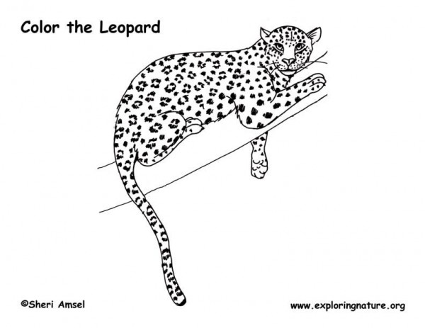 Leopardo #5842